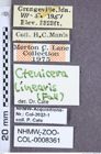 Etiketten zu Vittathous linearis (Fall, 1910) (NHMW-ZOO-COL-0008361)
